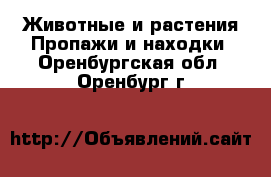 Животные и растения Пропажи и находки. Оренбургская обл.,Оренбург г.